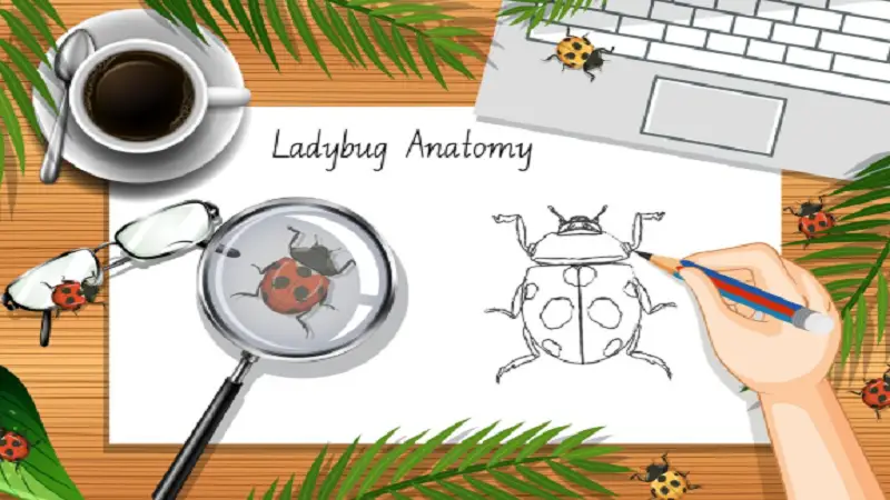 How to Fix Bug on EveBioHazTech Quickly