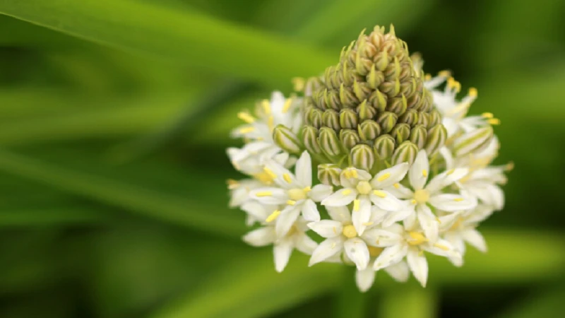 Boylecheloid Flower Guide: Meaning, Uses, and Growing Tips